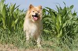 CHIEN FINNOIS DE LAPONIE 477